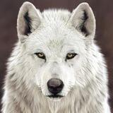 White Wolf