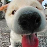 贤贤（手工-彩信2.5）新群