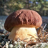 Грибы Беларуси