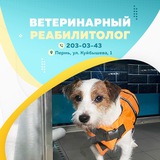 Мысли реабилитолога. VetRehab~DogMas