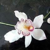 🌻AMARYLLIS"أمارليس"