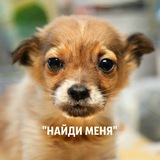 Мини-приют "Найди меня"🧡