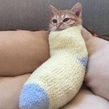Gatutu 🐾