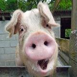 Pocilga do Pai Porco 🐷