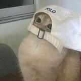 Sekksual