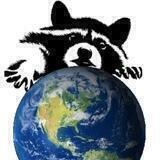 The Lone Raccoon