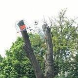 Тележка на дереве