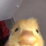 معلش