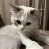 milky