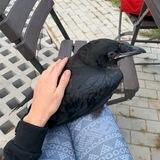 Гоша 🐧