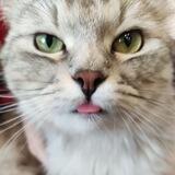 Котовое настроение