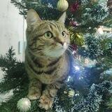 Киношки у кошки