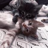 ✧ ¸🐈fluffy house .🐈‍⬛️°˖ ･ ·̩ ¸. (канал)