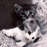 кот