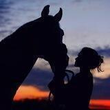 My Horse Chat 💬