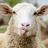 FUORI DAL GREGGE 🐑