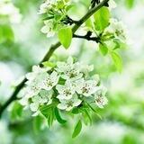 دنیای گلها
