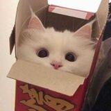 Random Videos