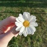 💛🌼أقحوان_Oqhowan