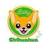 Baby ChiHuaHua Portal