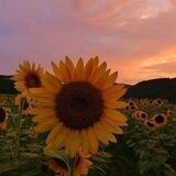 𝓔𝓽𝓮𝓻𝓷𝓪𝓵 𝔀𝓲𝔃𝓪𝓻𝓭𝓼🌻