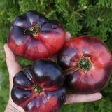 Pomidoromama
