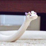 تسات🌝🐍