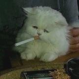 картинкотред