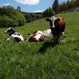 Schmalors Bauernhof🐄