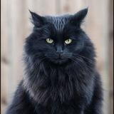 Коти Вояки! Вояцьке життя!
