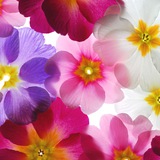 🌸 Gemeinsam schaffen wir alles!