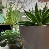🌱 Растения и цветы КП