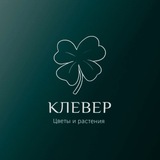 «КЛЕВЕР» ЦВЕТЫ и РАСТЕНИЯ