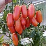 Дача🍅сад🥕огород🥒