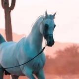 🌺أهل الذوق والذوق 🌺