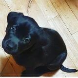 HAPPY PET CHAT