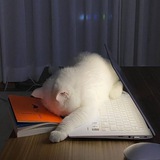 喵读📚 / 电子书 禁书 杂志 报纸 阅读 时事 新闻 小说