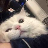 Mbul
