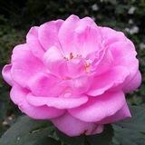 शब्दगंध... 123✍️🌹फुलासारखे मनमोहक,सुगंधित प्रेरणादायी विचार...!