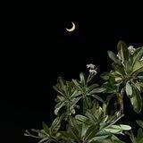 Del Luna 🌙