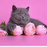 Питомник британских кошек😻