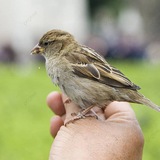 منطق الطير 🦜