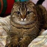 Фарик.fm