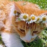 Blooming chamomile