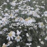 field of daisies(🔆)