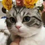 wavacat