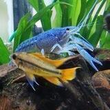 🐠🐡Freunde der Aquaristik 🐡🐠