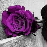 هّـمًسِـأّتٌـ رأّقُيِّهّـ🌹