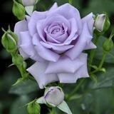 💜 Herz trifft Seele 💜