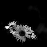 صَدقه جَاريه.")